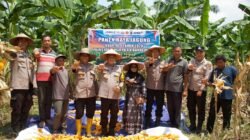 Polres Rohil Gelar Panen Raya Jagung Kerjasama Polri-TNI Dan Pemda Dukung Program Swasembada Pangan Nasional