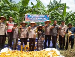 Polres Rohil Gelar Panen Raya Jagung Kerjasama Polri-TNI Dan Pemda Dukung Program Swasembada Pangan Nasional