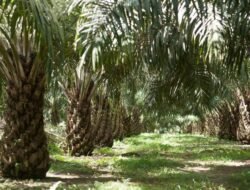 Warga Aek Nabara Terjerat Penipuan Penjualan Lahan Pemda Rohil