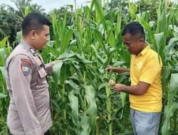 Dukung Ketahanan Pangan, Kapolsek Tanah Putih Tanjung Melawan Cek Langsung Tanaman Jagung Warga