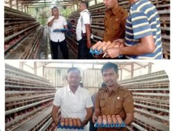 Semangat Ketahanan Pangan! Camat Tanah Putih Tinjau BUMDES Menggala Sakti ,Ikut Panen Telur