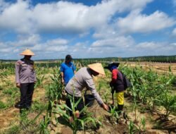 Dukung Program Asta Citra: Polsek Bangko Pusako Gencar Rawat Lahan Jagung 2 Hektar di Pematang Damar