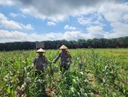 Polsek Bangko Pusako Gencar Cek Lahan Jagung 2 Hektar, Pastikan Program Ketahanan Pangan Berjalan Optimal