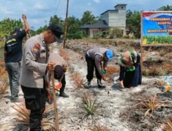Polisi Turun ke Ladang! Polsek Bangko Pusako Tanam Jagung Pipil 0,5 Hektar, Kawal Suksesnya Program Asta Citra