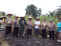 Polres Rohil Dukung Asta Cita Presiden Lewat Panen Raya Jagung Serentak Kuartal II