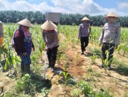 Polsek Bangko Pusako Perkuat Ketahanan Pangan: Kanit Binmas Pimpin Personil Bantu Petani Merawat Tanaman Jagung