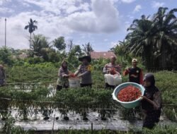 Polisi Cinta Petani: AIPTU SE Sitanggang Turun Langsung Bantu Petani Cabe Merah di Desa Pantauan Bangko Permata