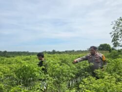 Dukung Asta Cita Presiden, Bhabinkamtibmas Polsek Bangko Pusako Sambang Petani Cabe Rawit di Pematang Ibul