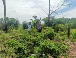 Bhabinkamtibmas Bangko Mukti Sambang Langsung Petani Cabe Rawit, Dukung Asta Cita Presiden