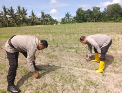 Polsek Tanah Putih Dukung Asta Cita Presiden, Cek Dan Beri Pupuk Tanaman Jagung di Lahan Ketahanan Pangan