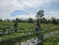 Bhabinkamtibmas Pematang Ibul Polsek Bangko Pusako Sambang Petani Cabe , Dukung Asta Cita Presiden