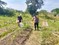 Dukung Asta Cita Presiden, Bhabinkamtibmas Sungai Manasib Sambang Petani Tanaman Jagung