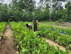 Lewat Polisi Cinta Petani, Bhabinkamtibmas Pematang Damar Turun ke Ladang Dukung Usaha Tani Warga