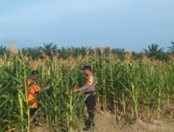 Dukung Asta Cita Presiden, Bhabinkamtibmas Bangko Mas Raya Polsek Bangko Pusako Sambang Petani Tanaman Jagung