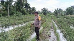 Dukung Program Asta Cita Presiden, Bhabinkamtibmas Pantau Lahan Cabe Seluas 5 Hektar Milik Warga