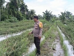 Dukung Program Asta Cita Presiden, Bhabinkamtibmas Pantau Lahan Cabe Seluas 5 Hektar Milik Warga