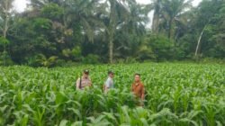 Cek dan Bersihkan Lahan Jagung, Bhabinkamtibmas Bangko Balam Dukung Suksesnya Program Ketahanan Pangan