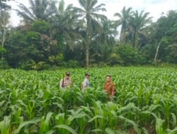 Cek dan Bersihkan Lahan Jagung, Bhabinkamtibmas Bangko Balam Dukung Suksesnya Program Ketahanan Pangan