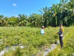 Polisi Cinta Petani, Bhabinkamtibmas Bangko Mukti Turun Langsung Pantau Lahan Cabe Rawit Warga