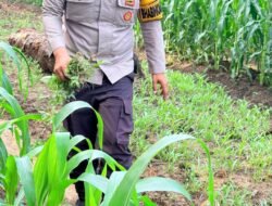 Polsek Bangko Pusako Dukung Ketahanan Pangan, Bersihkan Lahan Jagung Setengah Hektare
