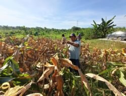 Siap Panen Pertengahan Juni, Polsek TPTM Cek Kondisi Tanaman Jagung Bersama Warga