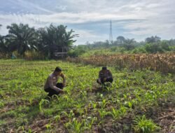 Dukung Swasembada Pangan, Personil Polsek TPTM Cek Perkembangan Tanaman Jagung
