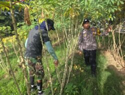 Dukung Program Asta Cita Presiden, Bhabinkamtibmas Bangko Lestari Sambangi Petani Singkong
