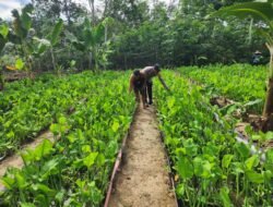 Dukung Asta Cita, Bhabinkamtibmas Pematang Damar Sambangi Petani Genjer
