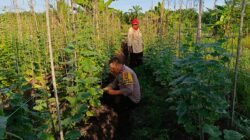 Polisi Cinta Petani, Bhabinkamtibmas Sambangi Petani Penggarap Kacang Panjang di Bangko Kanan