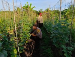 Polisi Cinta Petani, Bhabinkamtibmas Sambangi Petani Penggarap Kacang Panjang di Bangko Kanan