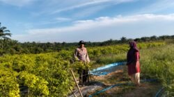 Bhabinkamtibmas Sungai Manasib&nbsp; Sambangi Petani Penggarap Cabai di Sungai Manasib