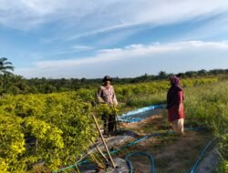 Bhabinkamtibmas Sungai Manasib&nbsp; Sambangi Petani Penggarap Cabai di Sungai Manasib