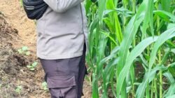 Cek Perkembangan Tanaman, Bhabinkamtibmas Pantau Lahan Jagung Program Ketahanan Pangan di Bangko Balam