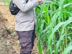 Cek Perkembangan Tanaman, Bhabinkamtibmas Pantau Lahan Jagung Program Ketahanan Pangan di Bangko Balam