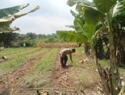 Wujud Dukung Ketahanan Pangan: Personil Polsek TPTM Rutin Cek Pertumbuhan Jagung