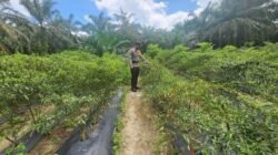 Polisi Cinta Petani: Bhabinkamtibmas Pematang Damar Sambangi Lahan Cabai Merah
