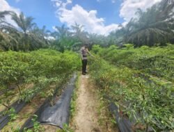 Polisi Cinta Petani: Bhabinkamtibmas Pematang Damar Sambangi Lahan Cabai Merah