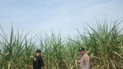 Polisi Cinta Petani: Bhabinkamtibmas Bangko Lestari Sambangi Lahan Tebu Manis