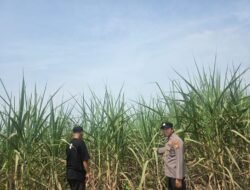 Polisi Cinta Petani: Bhabinkamtibmas Bangko Lestari Cek Lahan Tebu Manis