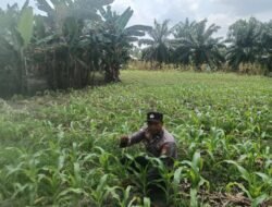 Wujud Dukung Swasembada Pangan: Personil Polsek TPTM Rutin Cek Pertumbuhan Jagung