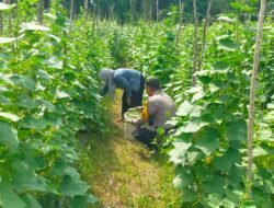 Bhabinkamtibmas Bangko Bakti Sambangi Lahan Timun, Dorong Produktivitas Warga Demi Swasembada Pangan