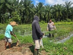 Polisi Cinta Petani: Bhabinkamtibmas Pematang Ibul Pantau Kebun Cabai Besar 1 Hektare