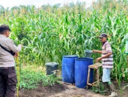 Jaga Pertumbuhan Optimal! Bhabinkamtibmas Bangko Balam Rawat Lahan Jagung Program Ketapang Usia 62 Hari