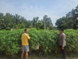 Dukung Penuh Swasembada Pangan, Bhabinkamtibmas Bangko Lestari Sambangi Kebun Singkong