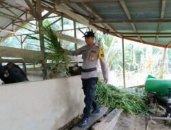 Wujud Swasembada Pangan, Polsek Bangko Pusako Pantau Pengembangan Ternak Sapi Warga