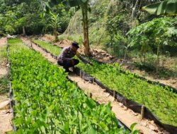 Polisi Cinta Petani: Bhabinkamtibmas Pematang Damar Sambangi Lahan Genjer, Dorong Pemanfaatan Lahan Maksimal