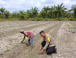 Sinergi Polri & Petani: Bhabinkamtibmas Bangko Kanan Kawal Perkembangan Semangka Warga
