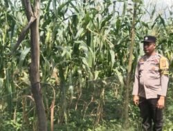 Wujud Asta Cita: Bhabinkamtibmas Kepenghuluan Bangko Mas Raya Pastikan Hasil Panen Jagung Warga Aman dan Melimpah