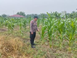 Dukung Swasembada Pangan: Bhabinkamtibmas Sambangi Lahan Jagung Milik Warga
