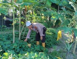 Polisi Cinta Petani: Kanit Intelkam Polsek Bangko Pusako Sambangi Warga Sata Pantau Kebun Ubi Jalar